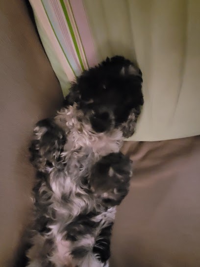 Estheti'chien, Toiletteur pour Animaux à Marseille 06