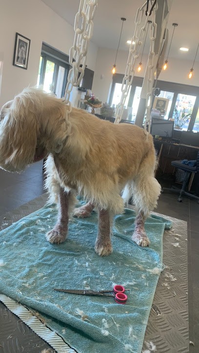 Artemis - Hydro Balneo Canine, Toiletteur pour Animaux au Quesnoy