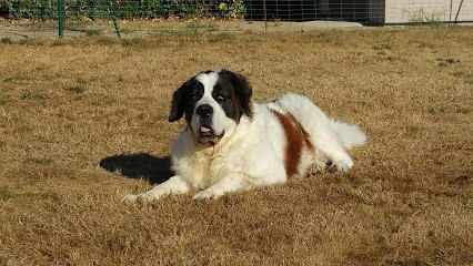 Dog And Co'ach, Toiletteur pour Animaux à La Roche-sur-Yon