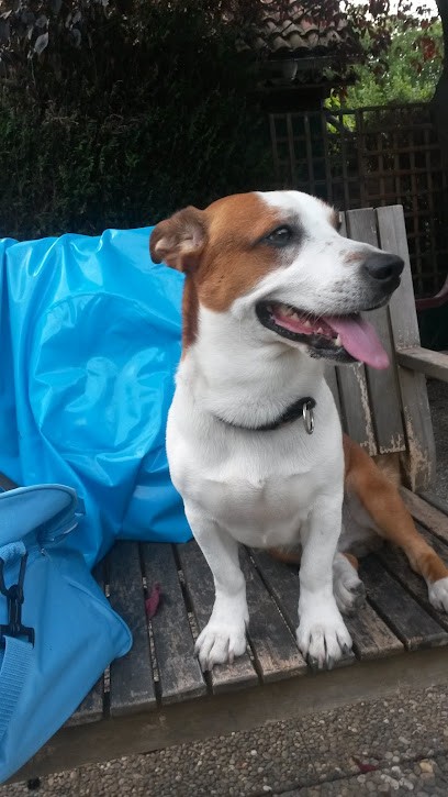 Toutou Folie's, Toiletteur pour Animaux à Strasbourg