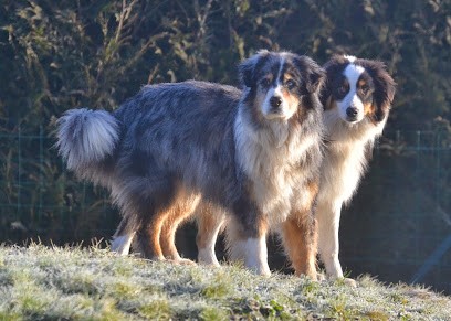 De Bons Poils, Toiletteur pour Animaux à Combourg