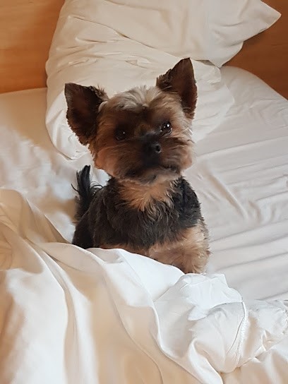 Comme Chien Et Chat, Toiletteur pour Animaux à Lunel