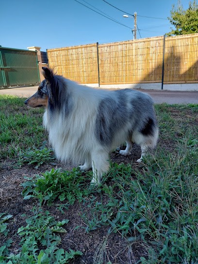 Keltia & Cie, Toiletteur pour Animaux à Pluguffan