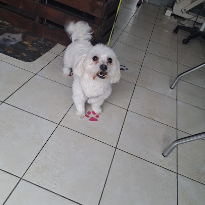 Alidogteteghem, Toiletteur pour Animaux à Téteghem-Coudekerque-Village