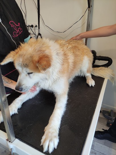 Dog's toilettage Coëx, Toiletteur pour Animaux à Coëx