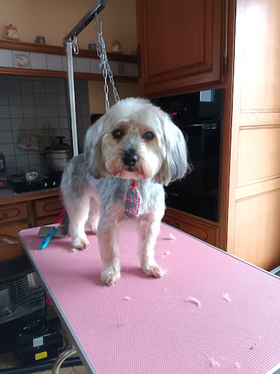Blandine Toilettage A Domicile Toiletteur Pour Animaux à Naves