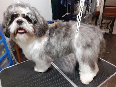 Au Bien être Des Quattres Pattes, Toiletteur pour Animaux à Lille