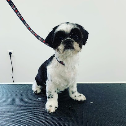 Institut de toilettage A l'ancienne bergerie, Toiletteur pour Animaux à Vauvert