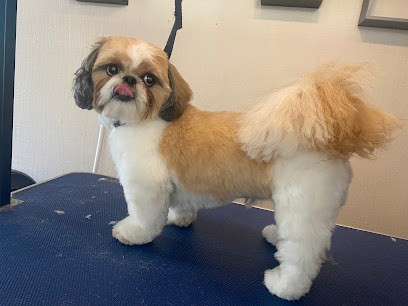 Stylé à 4 Pattes, Toiletteur pour Animaux à Rantigny