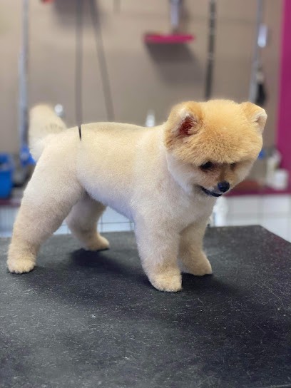 Beauté Du Chien, Toiletteur pour Animaux à Metz