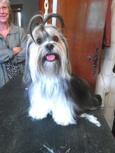 Titoune Et Wendy, Toiletteur pour Animaux à Oloron-Sainte-Marie