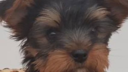 Tâo Toilettage, Toiletteur pour Animaux à Saint-Martin-Boulogne