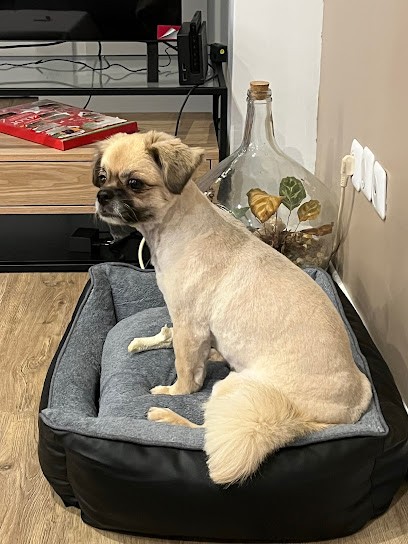 Bulles De Poils - Toiletteur De Chien, Toiletteur pour Animaux à La Seyne-sur-Mer