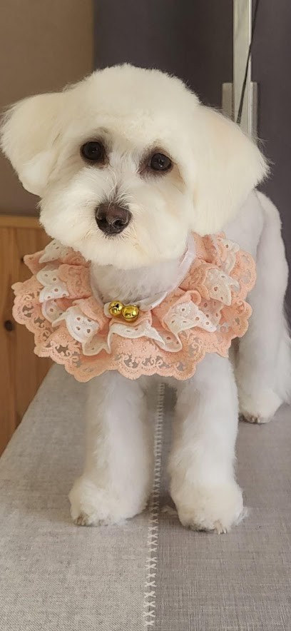 Canilook, Toiletteur pour Animaux à Vidauban