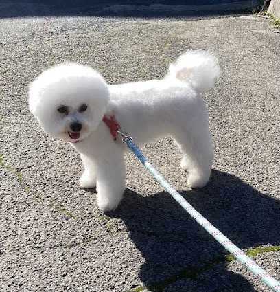 frizz' toutou, Toiletteur pour Animaux à Ruynes-en-Margeride