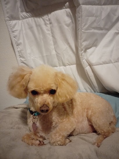 Toutou Minou Clean, Toiletteur pour Animaux à Pessac