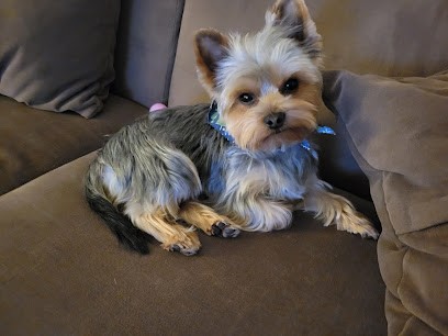 MIMO Toilettage & Bien-être, Toiletteur pour Animaux au Vésinet