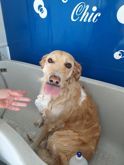 PLUTO CHIC toilettage pour chiens à Migennes, Toiletteur pour Animaux à Migennes