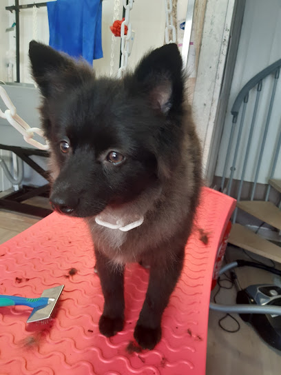 Salon De Toilettage "Au Charme Canin", Toiletteur Pour Animaux à Ludres
