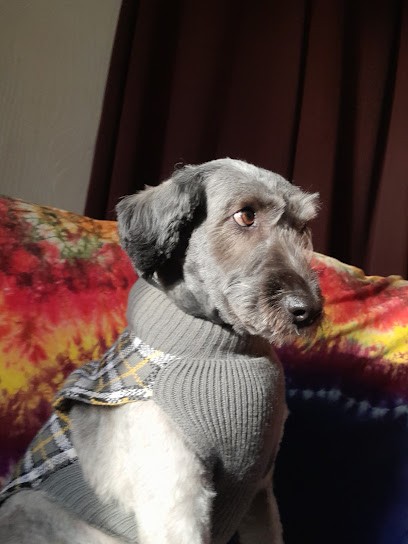 Chien 3000, Toiletteur pour Animaux à Lourdes