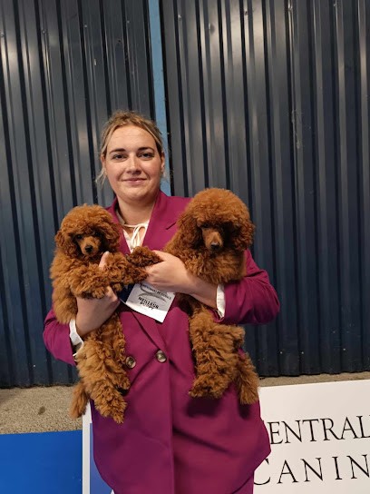 Robin's Dogs Paradise, Toiletteur pour Animaux à Portiragnes