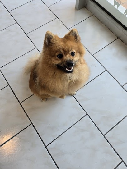 Dog's Paradise, Toiletteur pour Animaux à La Roquette-sur-Siagne