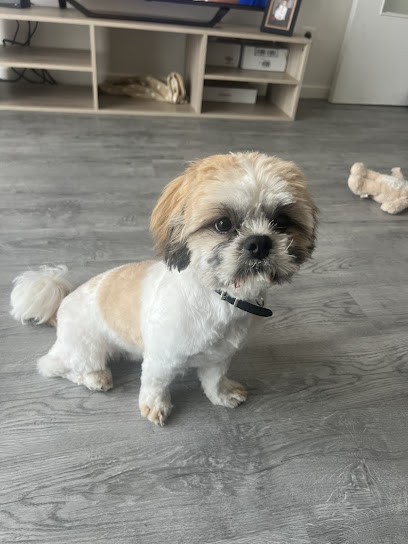 DOG STATION, Toiletteur pour Animaux à Draguignan