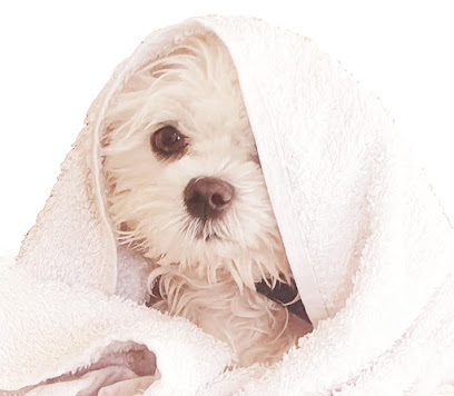 Anne Toilettage Bien-Être À Domicile Toiletteur Pour Animaux à Saint-Cyr-sur-Mer