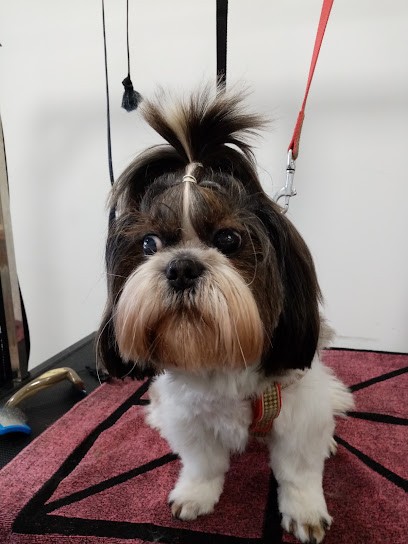 Le Cabotin Salon de Toilettage, Toiletteur pour Animaux à Marsillargues