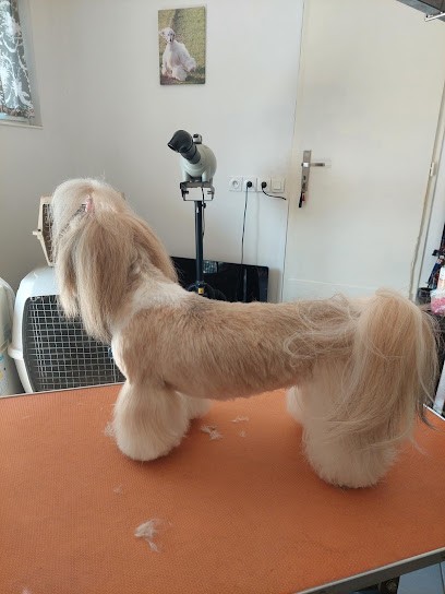 Edith Toilettage, Toiletteur pour Animaux au Soler