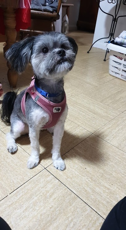 Toilettage du Château, Toiletteur pour Animaux à Belfort