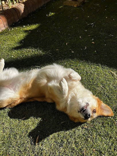 POILS EN FOLIE, Toiletteur pour Animaux à La Chapelle-de-Guinchay