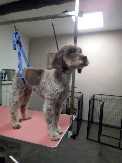 Chris Services Animaliers Toiletteur Pour Animaux à Apt