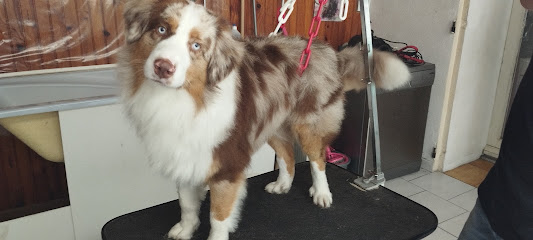 Beauty Dog's Toiletteur Pour Animaux à Fourques