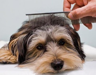 L'Espace Canin, Toiletteur pour Animaux à Tulle