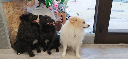 Paradis Du Chien, Toiletteur pour Animaux à Millau