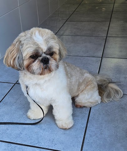 Aux Poils Soignés, Toiletteur pour Animaux à Pérols