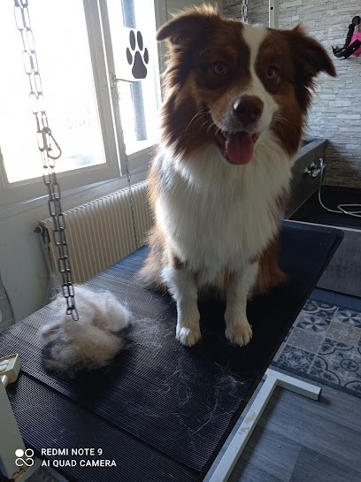 Lily & Co, Toiletteur pour Animaux à Romorantin-Lanthenay