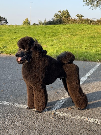 Pile Poils, Toiletteur pour Animaux à Marseille 12