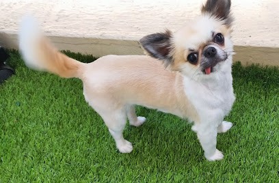 Relook'4Pat, Toiletteur pour Animaux à Bétheny