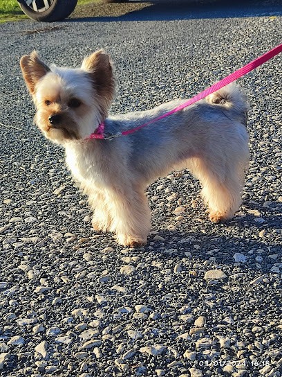 Canin Canon, Toiletteur pour Animaux à Saint-Michel-de-Fronsac