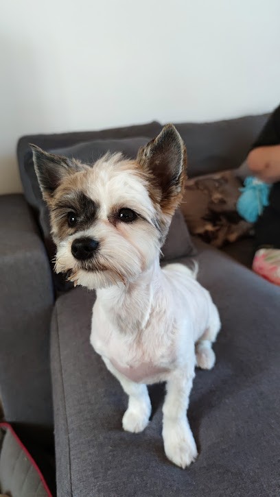 Boule De Poils, Toiletteur pour Animaux au Molay-Littry