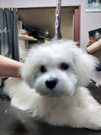 Atout Canin, Toiletteur pour Animaux à La Garenne-Colombes