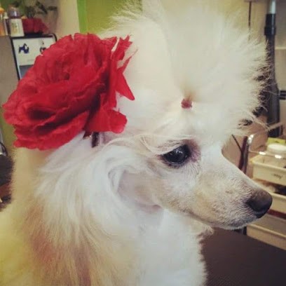 Bel Ami Toilettage - Comandré Marion, Toiletteur pour Animaux à La Crau