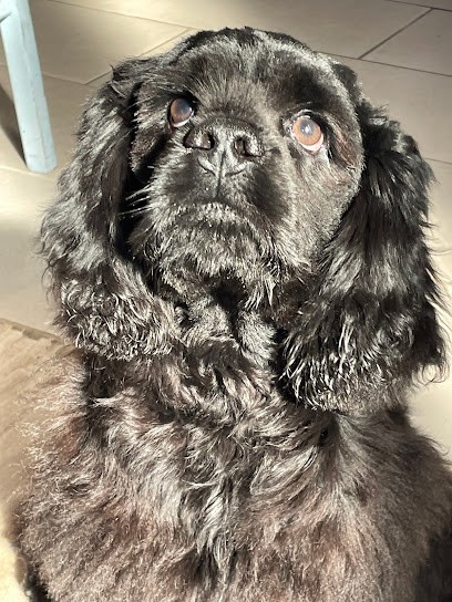 Aux Mil'Pats, Toiletteur pour Animaux à Drancy