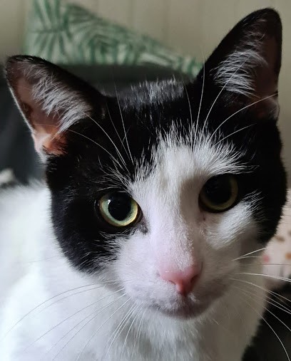 La coquetterie, Toiletteur pour Animaux à Bagnères-de-Bigorre