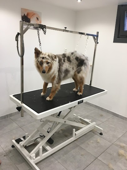 Elo - Toilettage, Toiletteur pour Animaux à Urmatt