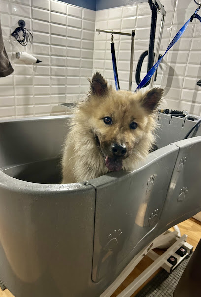 Dog Wash Lav'ton Chien Toiletteur Pour Animaux à Aussonne