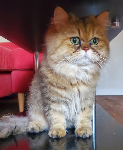 Bouille et Bulle, Toiletteur pour Animaux à Vesoul