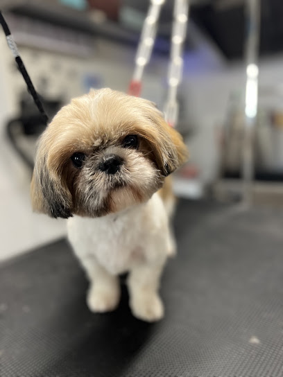 Au Paradis De Titi • Toilettage En Salon Ou À Domicile Toiletteur Pour Animaux à Grasse